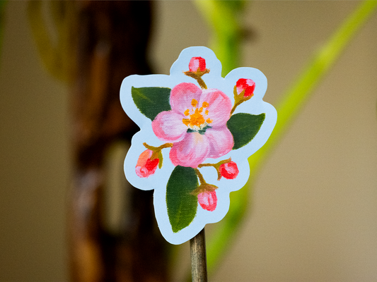 Fleur de cerisier 🌸